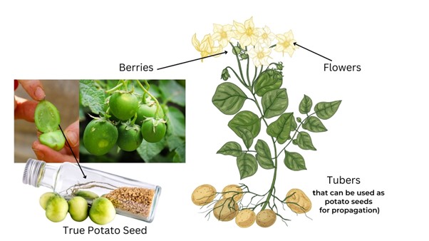 potato plant morphology