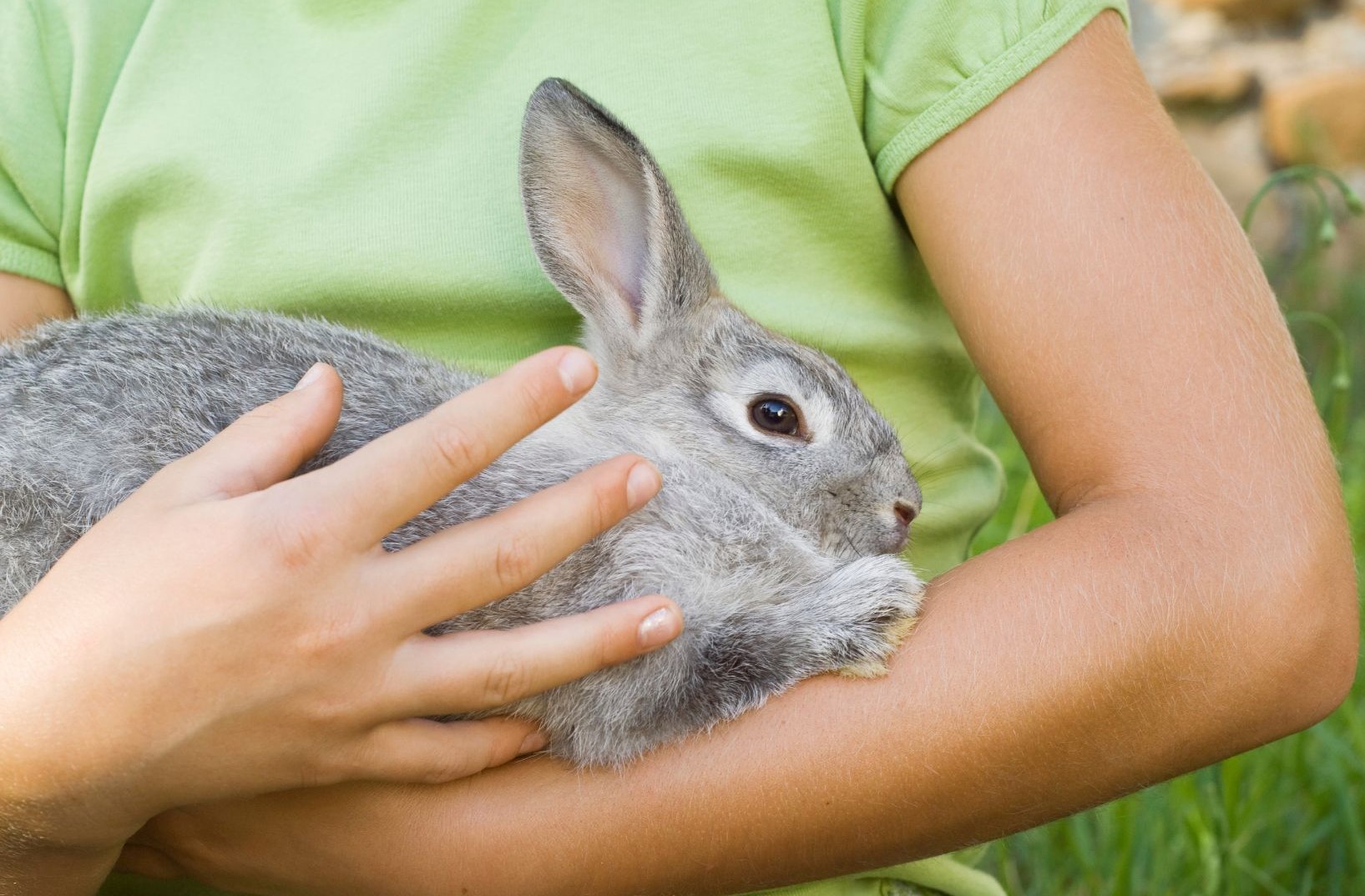 I a pet rabbit. Кролик на руках. Кролик на руках у человека.