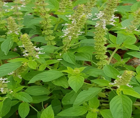 Commercial Cultivation of Sweet Basil Ocimum basilicum for oil