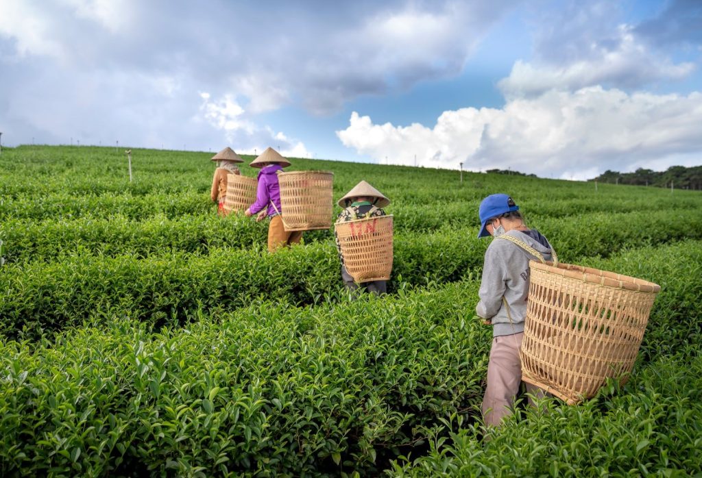 tea harvest