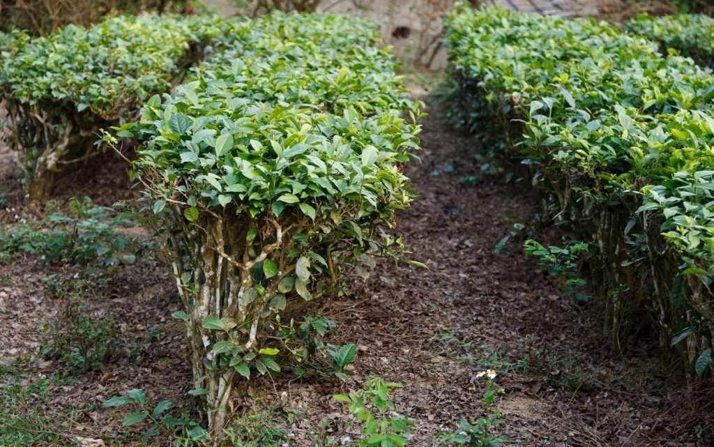 tea plant (