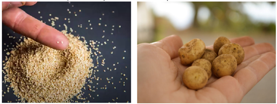 true potato seed versus potato seed