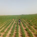 Κλιματολογικές και Εδαφολογικές απαιτήσεις της καλλιέργειας κασάβας