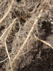 . ما هي التربة العضوية الحلقية الدبال وأهميتها للانتقال إلى نظام إنتاج الأغذية النباتية الحلقية الحيوية.1