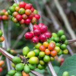 कॉफी आनुवंशिकी और किस्म चयन