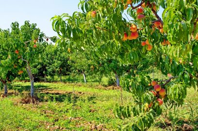 桃子每公顷产量、收获和储存方法