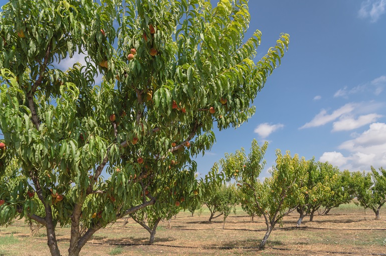 桃树的土壤要求、土壤准备和种植