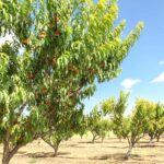 灌溉桃树——桃树的种植需要多少水?