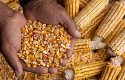 Agroecological guidelines for storage of cereal grains for smallholder farmers