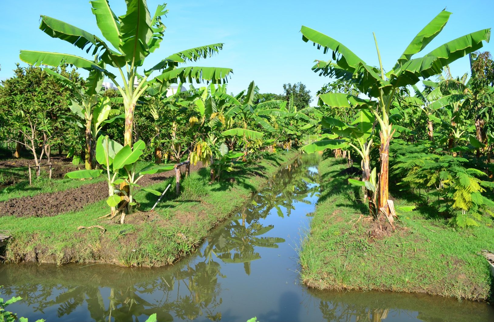 Besoins en eau des bananiers et systèmes d'irrigation