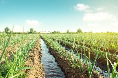 Besoins en eau des poireaux et systèmes d'irrigation