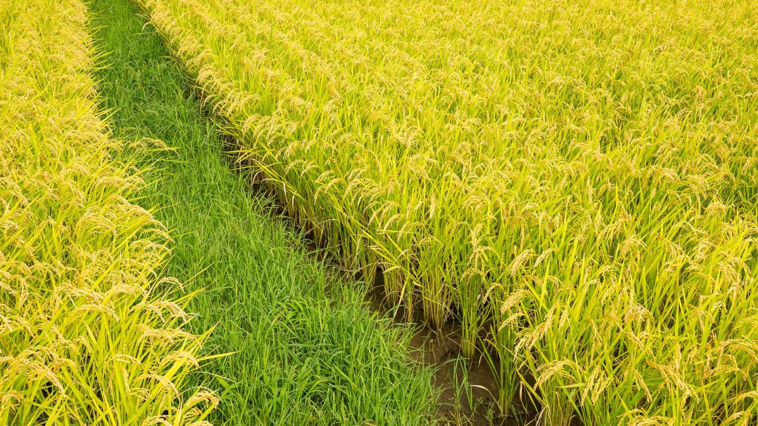 ClimateSmart Agriculture Solutions in Rice Wikifarmer
