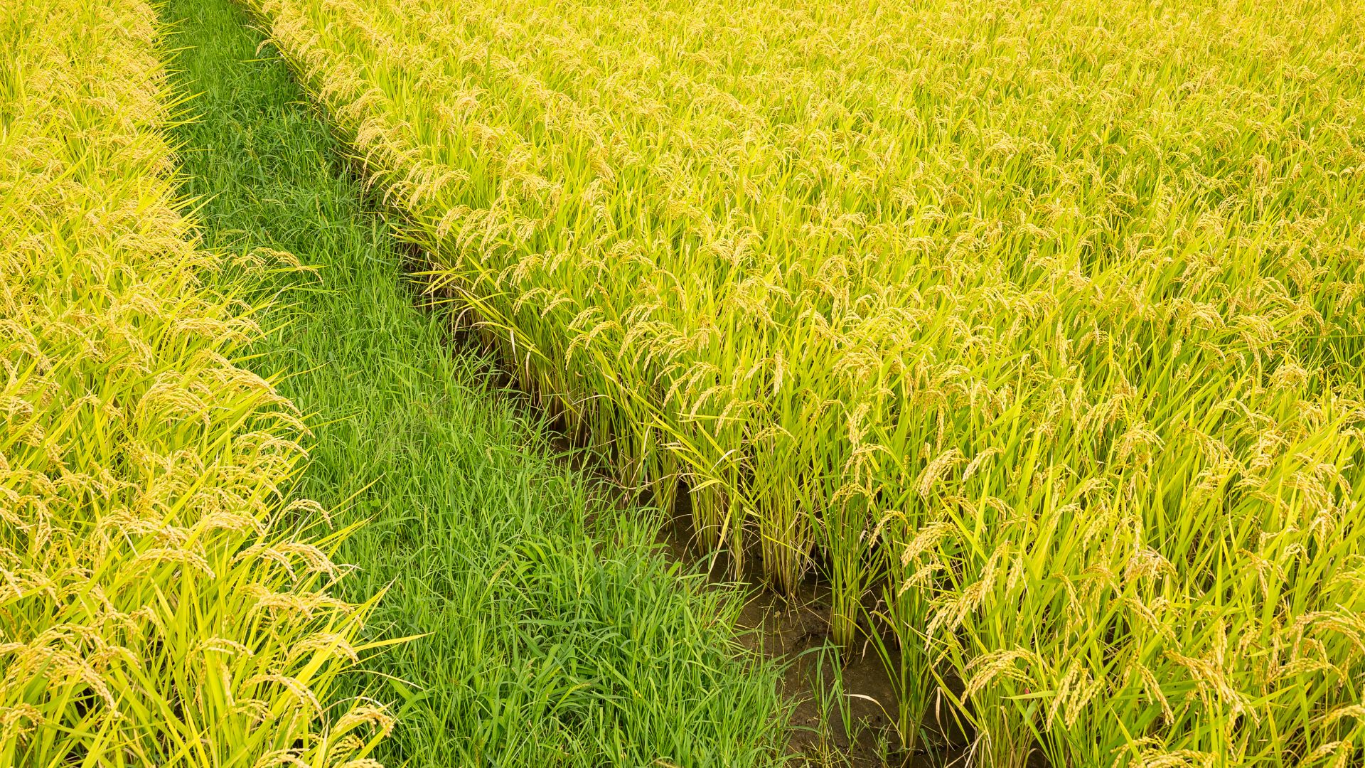 The global grain: exploring the diversity and cultivation of rice ...