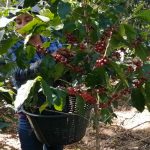 收获咖啡——咖啡浆果采摘