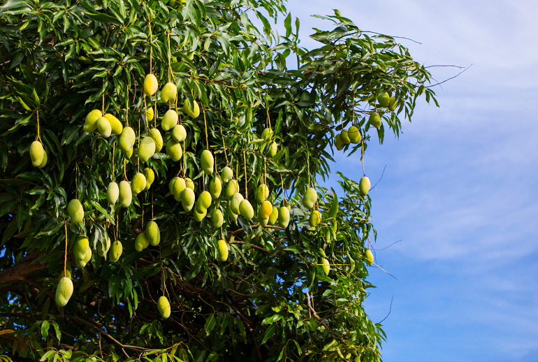 Comment cultiver des mangues pour en tirer profit - La production de mangues - Une vue d'ensemble