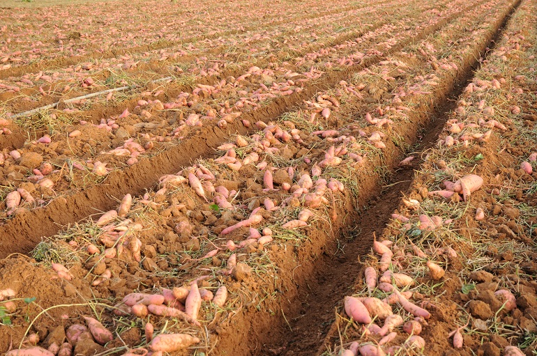 Growing Sweet Potato Artigos Wikifarmer