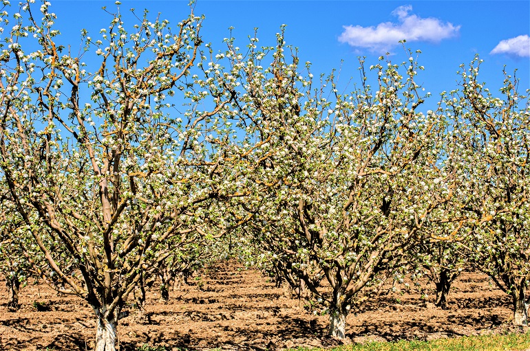 Valor nutricional, benefícios para a saúde, usos e fatos interessantes  sobre o damasco - Wikifarmer