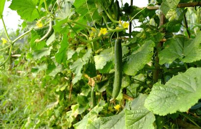 Cucumber Fertilization Requirements and Methods
