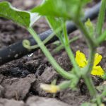 Cucumber Irrigation - Water Requirements and Methods