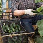 Cucumber Yield, Harvest, and Storage