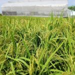 Cultivo sustentável de arroz e método SRI (Sistema de Intensificação de Arroz)