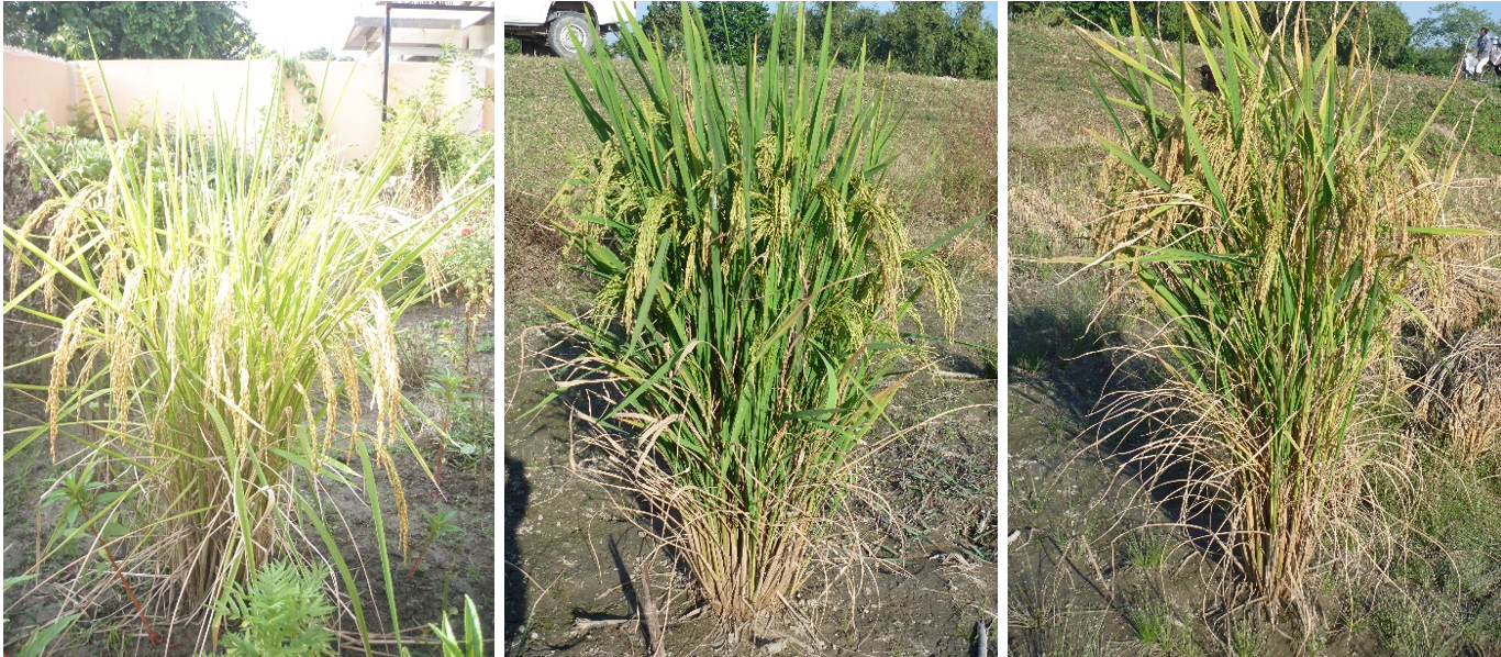 Cultivo sustentável de arroz e método SRI (Sistema de Intensificação de Arroz).