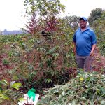 Desmodium-Leguminosen: Eine klimaresistente Anpassung im Kaffeeanbau