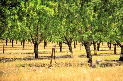 Exigences du sol pour l’abricot, préparation du sol et plantation