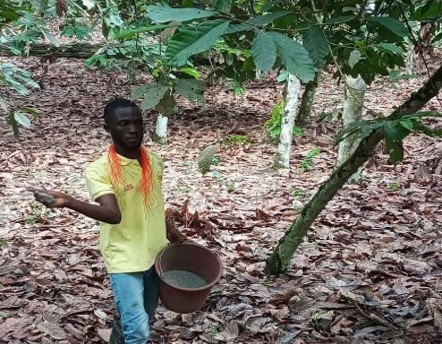 Fertilización del Cacao y Requerimientos Nutricionales