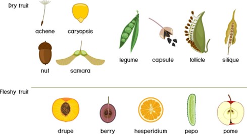 Fruits - Seed types, structure, and classification