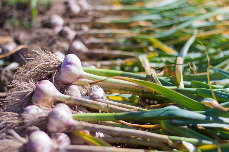 Garlic Harvest and Yield per Hectare