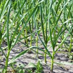 garlic weed management