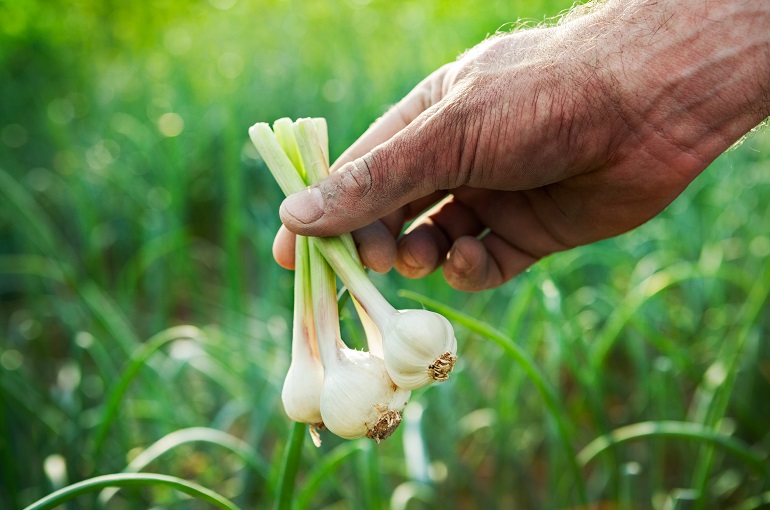 growing garlic in the backyard