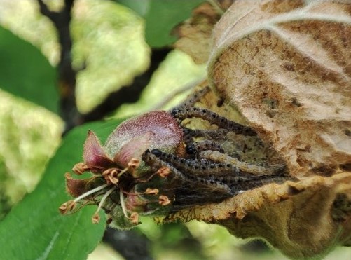 Identification and management of Tent caterpillars (Malacosoma sp.) in apple trees