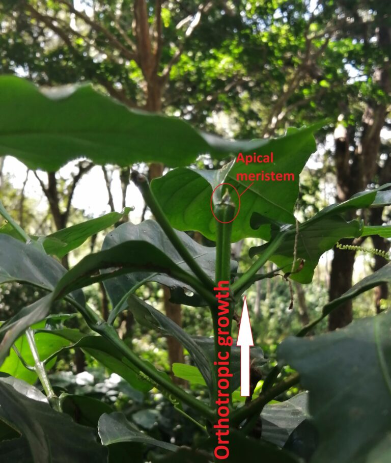 Informationen zur Kaffeepflanze – Morphologie