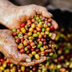 Kaffeepflanzen Geschichte und allgemeine Informationen