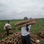 Kασάβα: Συγκομιδή, απόδοση και αποθήκευση