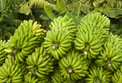 La banane: Histoire de la culture, valeur nutritionnelle et bienfaits pour la santé