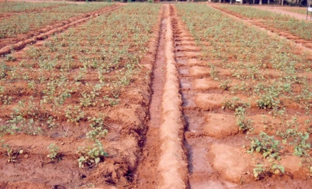 Main field with provisions of irrigation and drainage