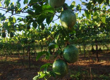 Passion Fruit Soil & Climate Requirements, Land Preparation and Planting