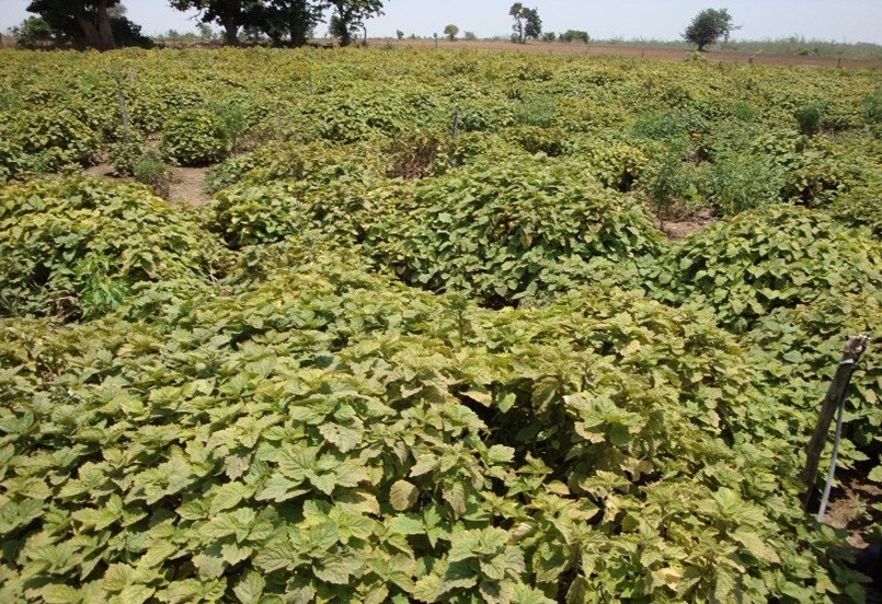 Patchouli crop under open conditions (open field)
