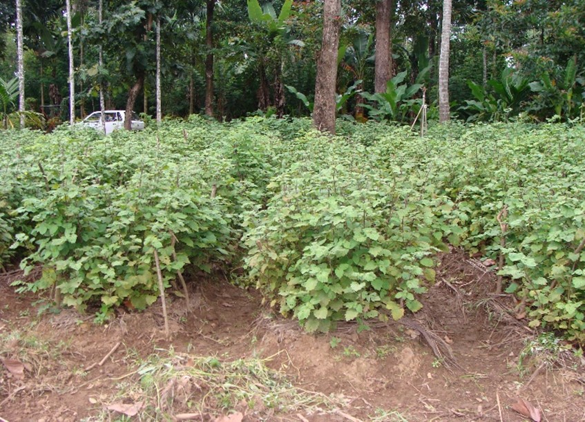 Patchouli plantation in partial shade