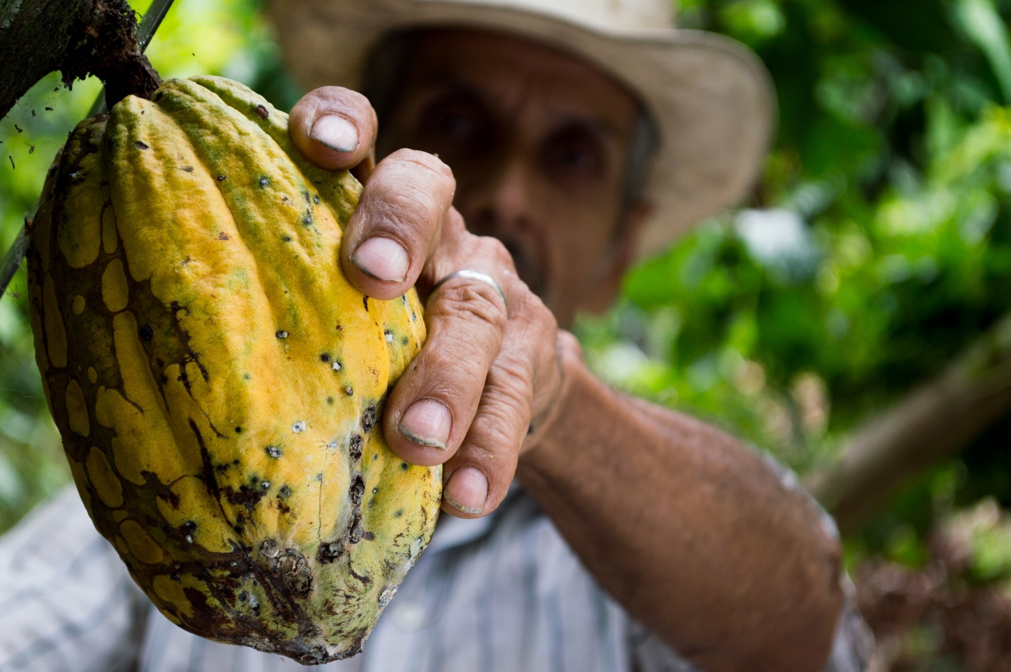 Producción de cacao: desafíos y estrategias de gestión