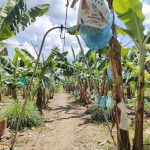 Rendement, récolte, transformation et stockage des bananes