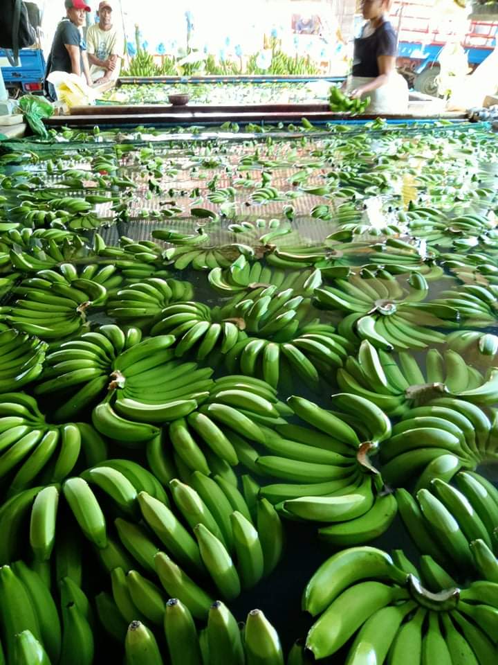 Rendement, récolte, transformation et stockage des bananes