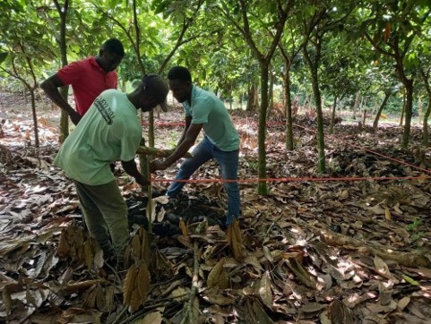Requisitos del suelo para el cacao y distancias de siembra
