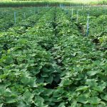 sweet potato fertilizer program