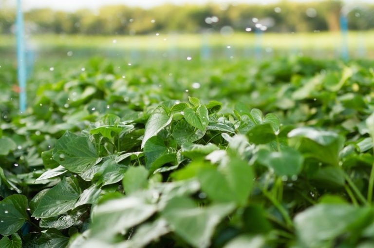 sweet-potato-water-requirements-and-irrigation-systems-wikifarmer