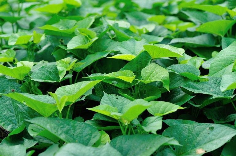 Sweet Potato Weeds, Pests and Diseases