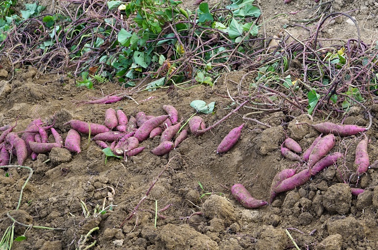 Digging up the Potatoes
